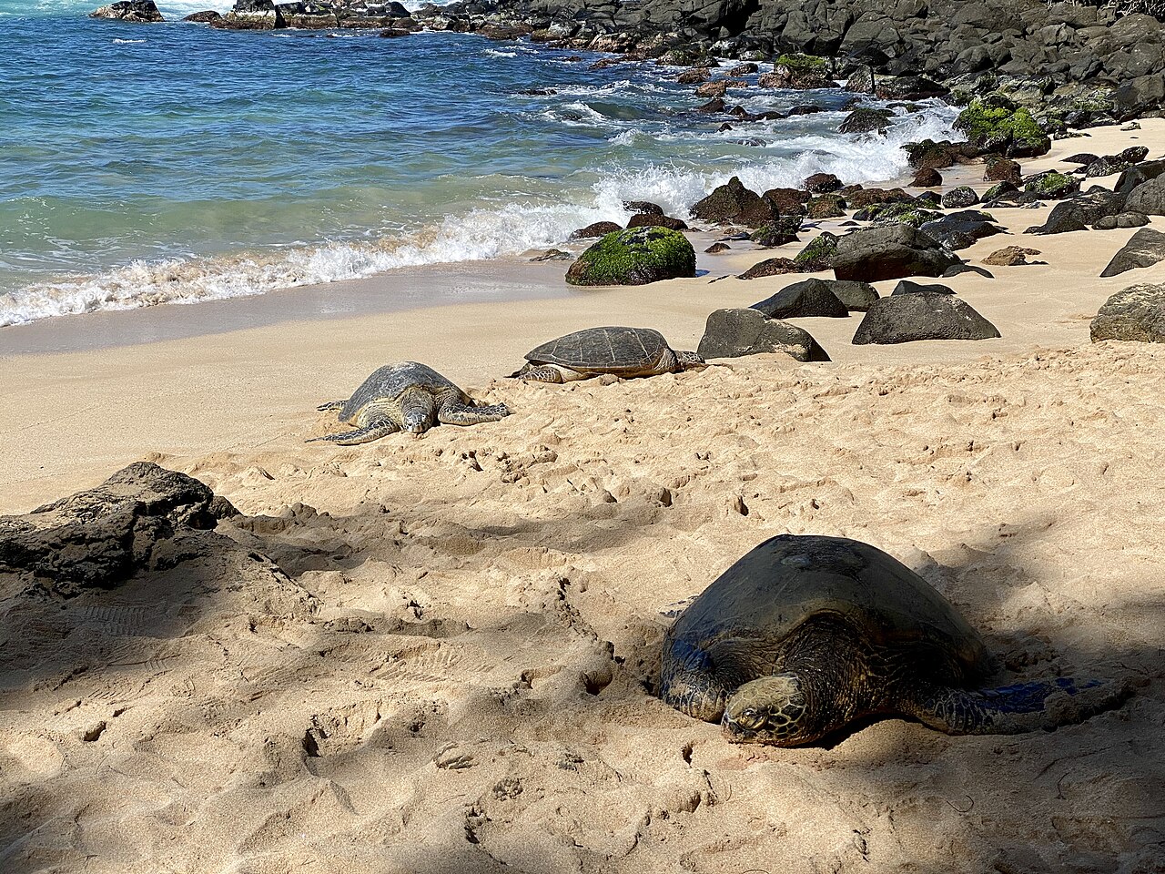 Laniakea Beach 海龟沙滩